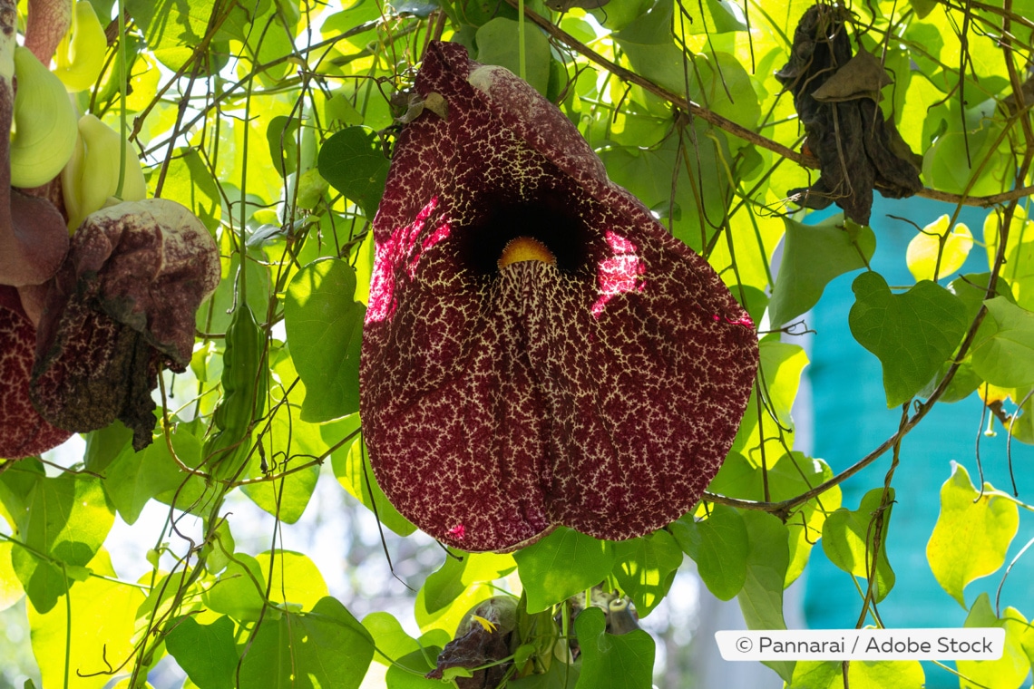 Riesen-Pfeifenblume (Aristolochia gigantea)