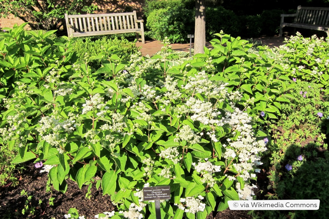 Rispenhortensie (Hydrangea paniculata 'Dharuma')