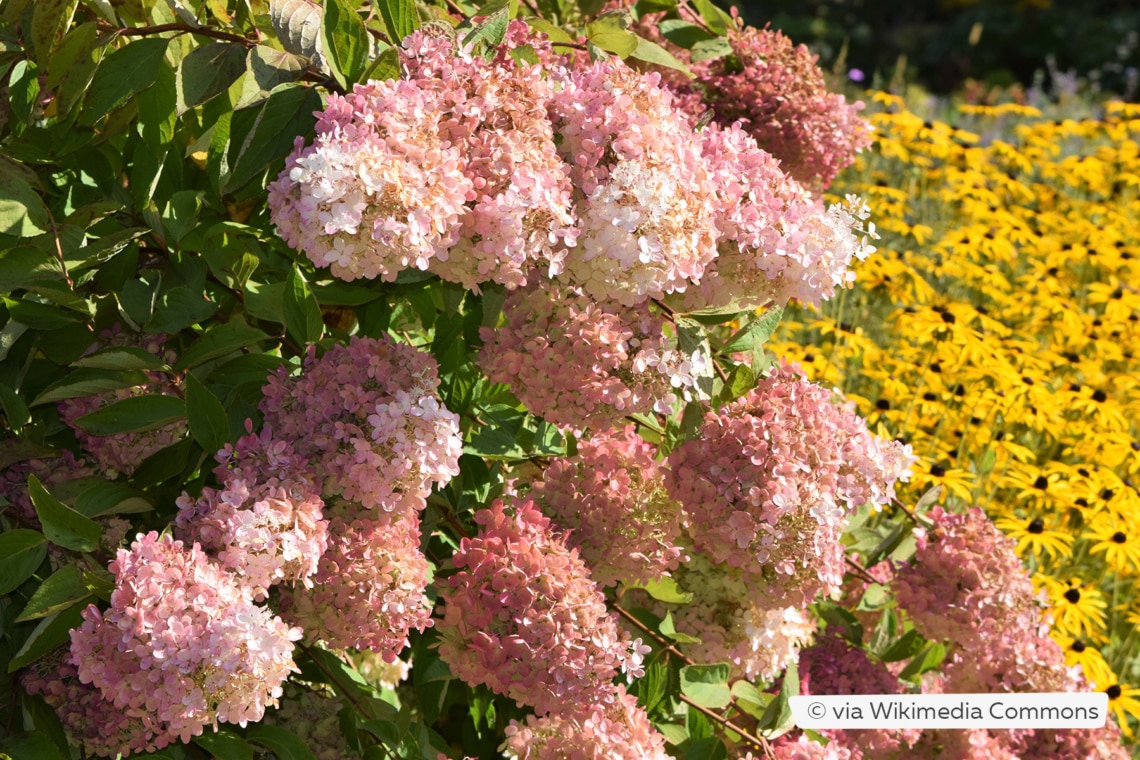 Rispenhortensie (Hydrangea paniculata 'Grandiflora')