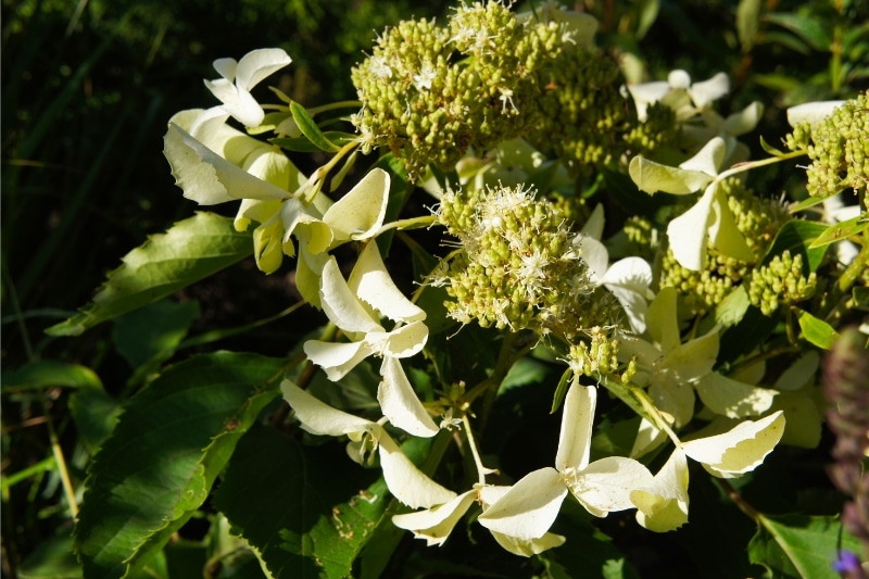 Rispenhortensie (Hydrangea paniculata 'Great Star')