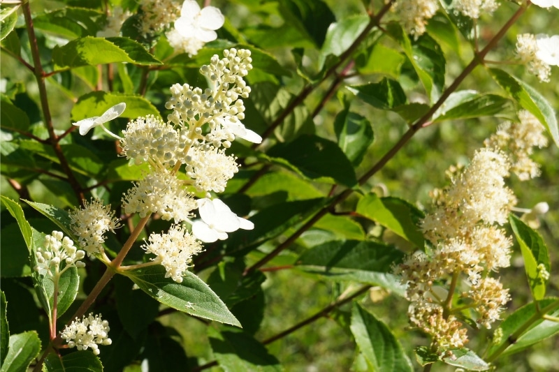 Rispenhortensie (Hydrangea paniculata 'Kyushu')