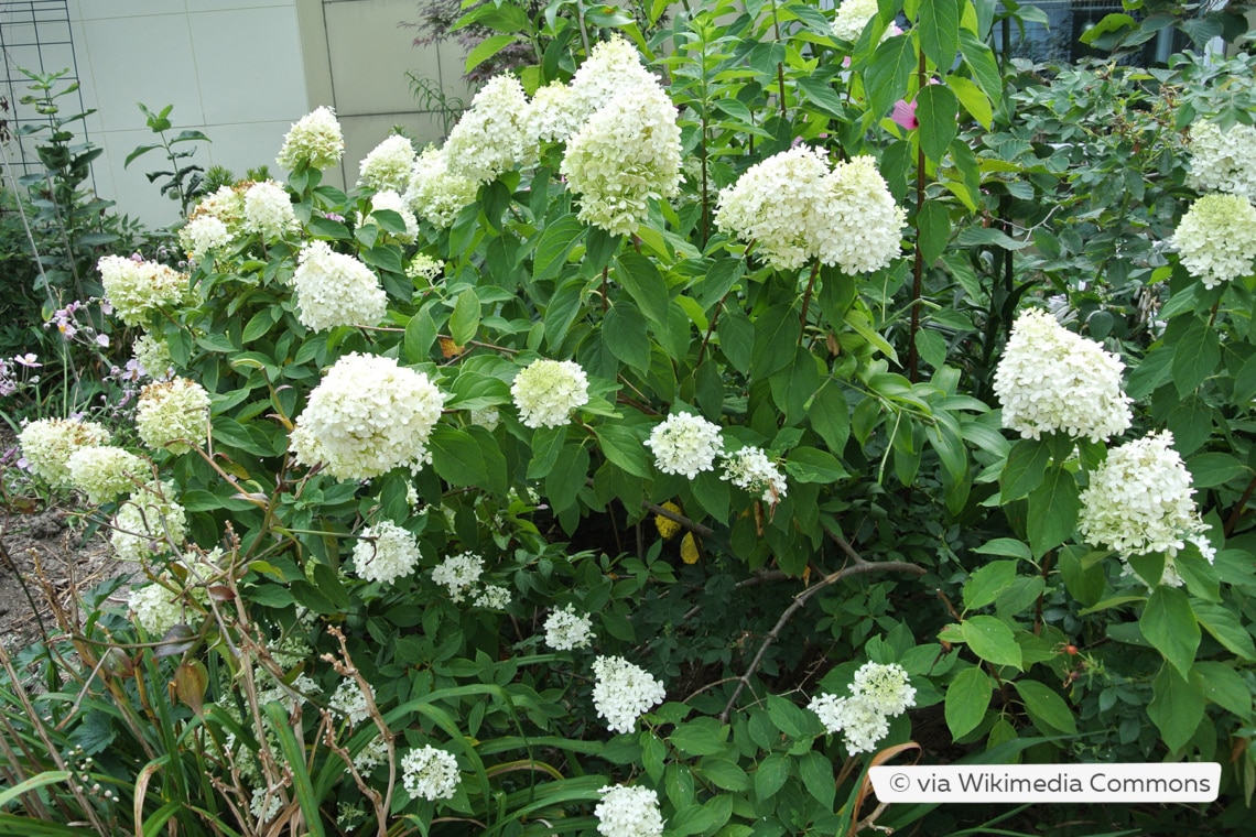 Rispenhortensie (Hydrangea paniculata 'Limelight')