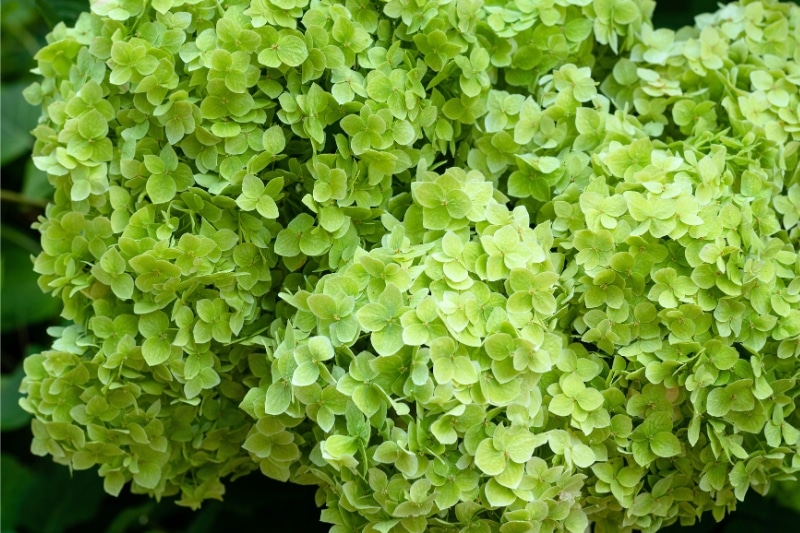 Rispenhortensie (Hydrangea paniculata 'Little Lime')