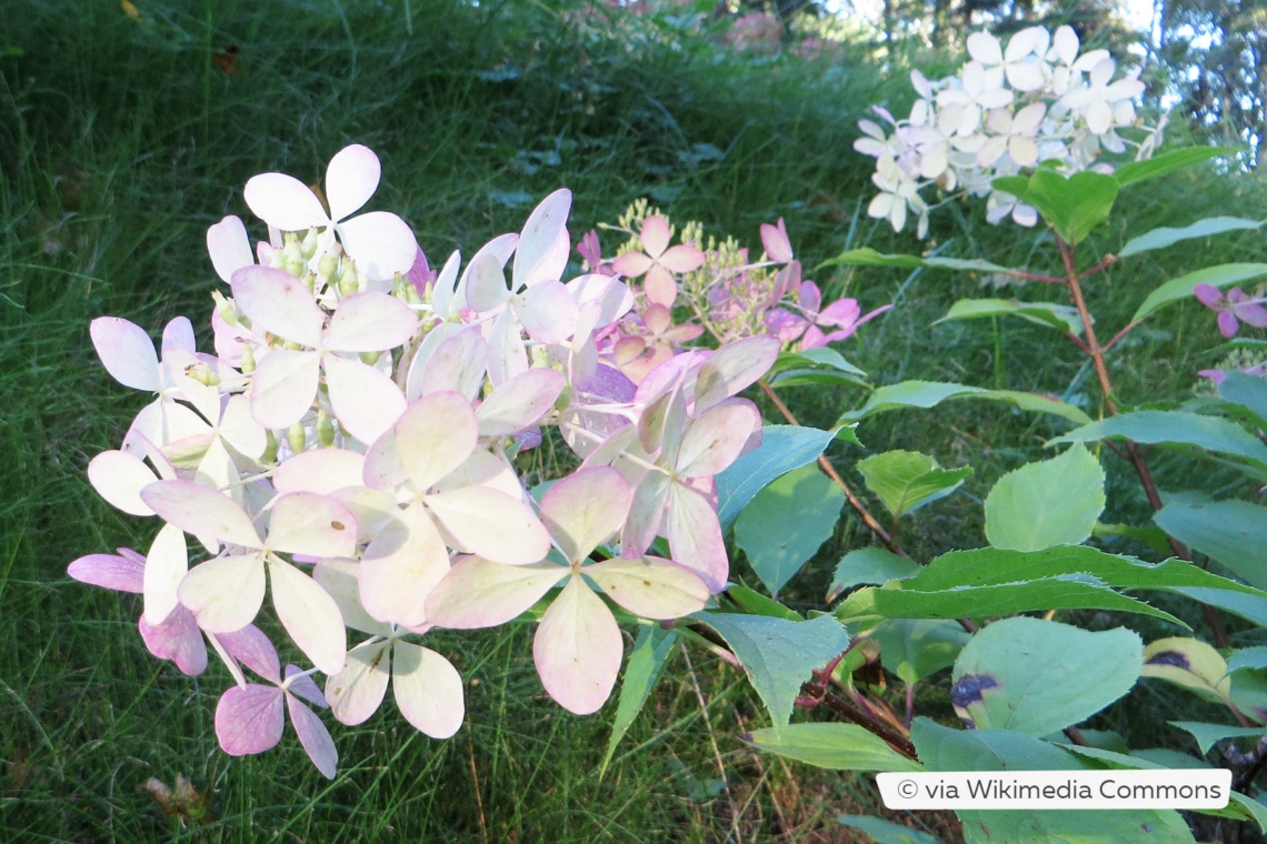 Rispenhortensie (Hydrangea paniculata 'Phantom')