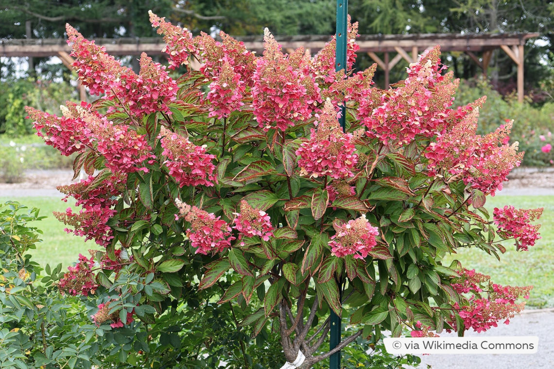 Rispenhortensie (Hydrangea paniculata 'Pinky Winky')