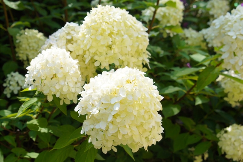 Rispenhortensie (Hydrangea paniculata 'Silver Dollar')