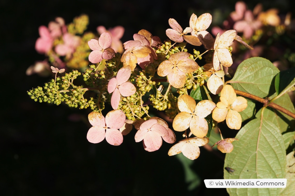 Rispenhortensie (Hydrangea paniculata 'Tardiva')