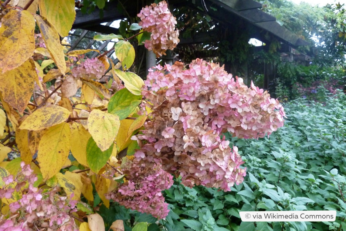 Rispenhortensie (Hydrangea paniculata 'Unique')