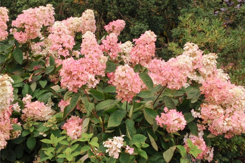 Rispenhortensie (Hydrangea paniculata Vanille Fraise 'Renhy')