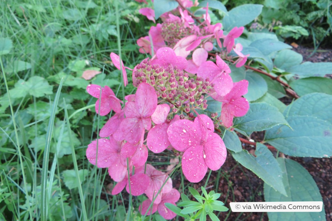 Rispenhortensie (Hydrangea paniculata 'Wim's Red')