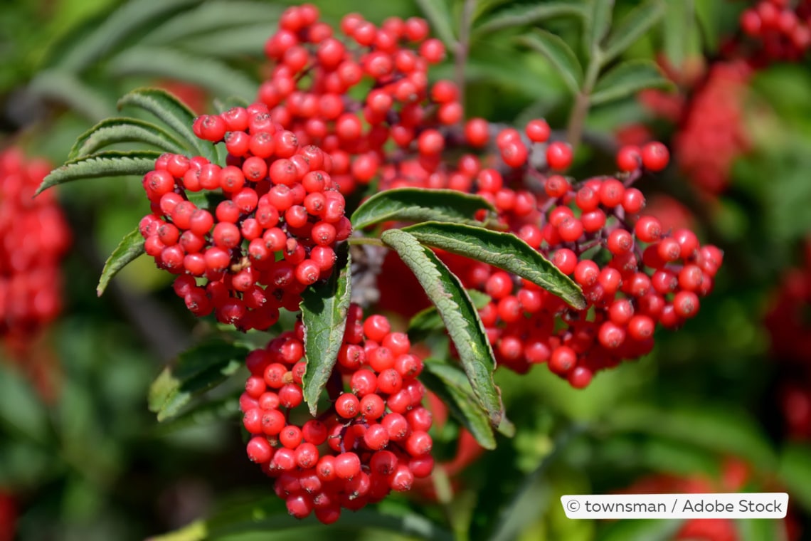 Roter Holunder (Sambucus racemosa)