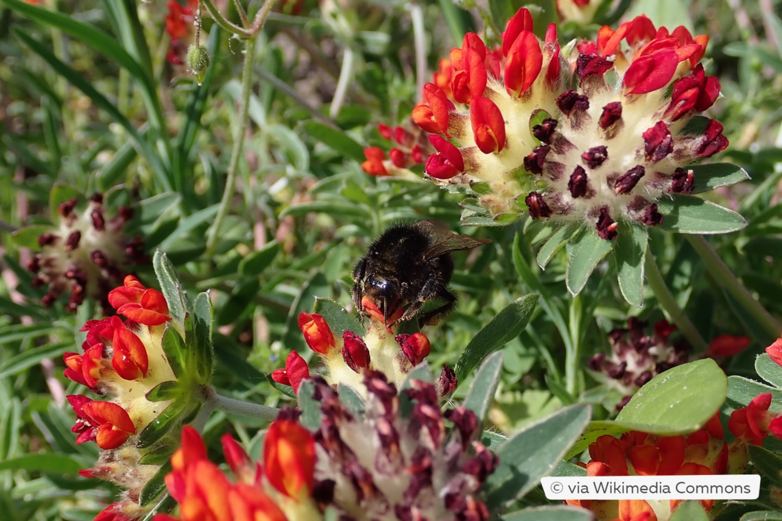 Roter Wundklee (Anthyllis vulneraris ssp. coccinea)