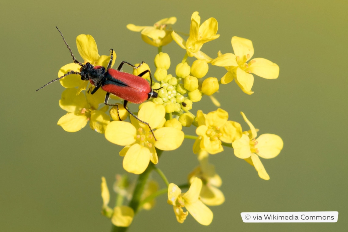 Roter Zipfelkäfer (Anthocomus rufus)