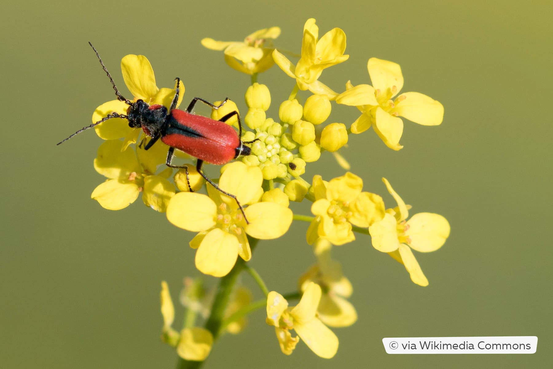 Kleine rote Käfer im Garten welche sind es?