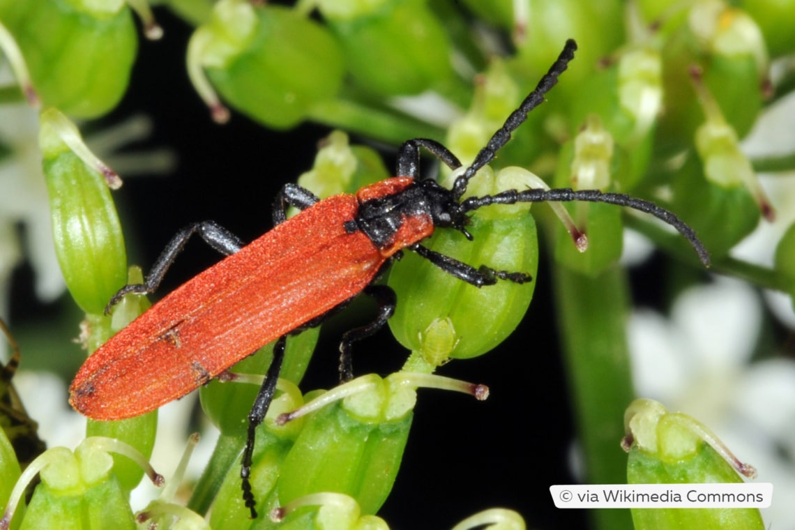 Rüssel-Rotdeckenkäfer (Lygistopterus sanguineus)