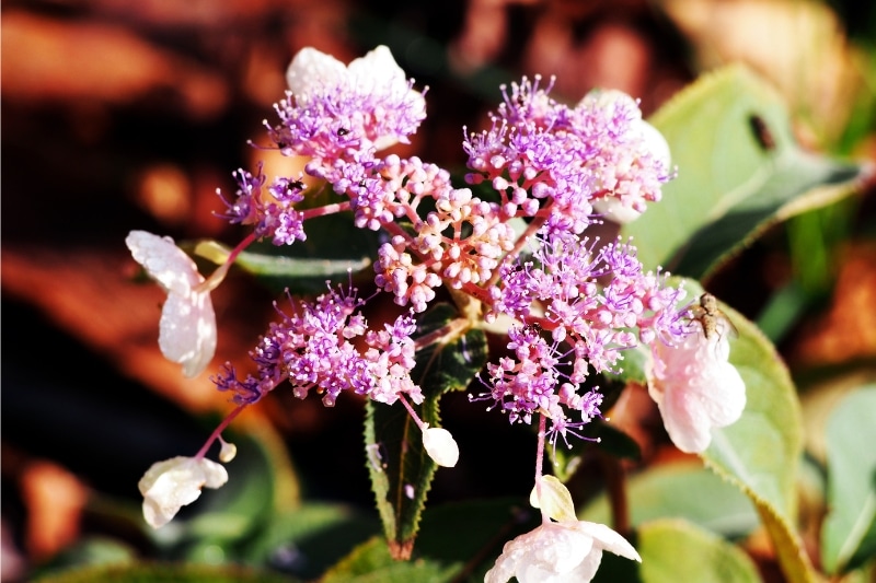 Samthortensie (Hydrangea aspera ssp. sargentiana 'Hot Chocolate')