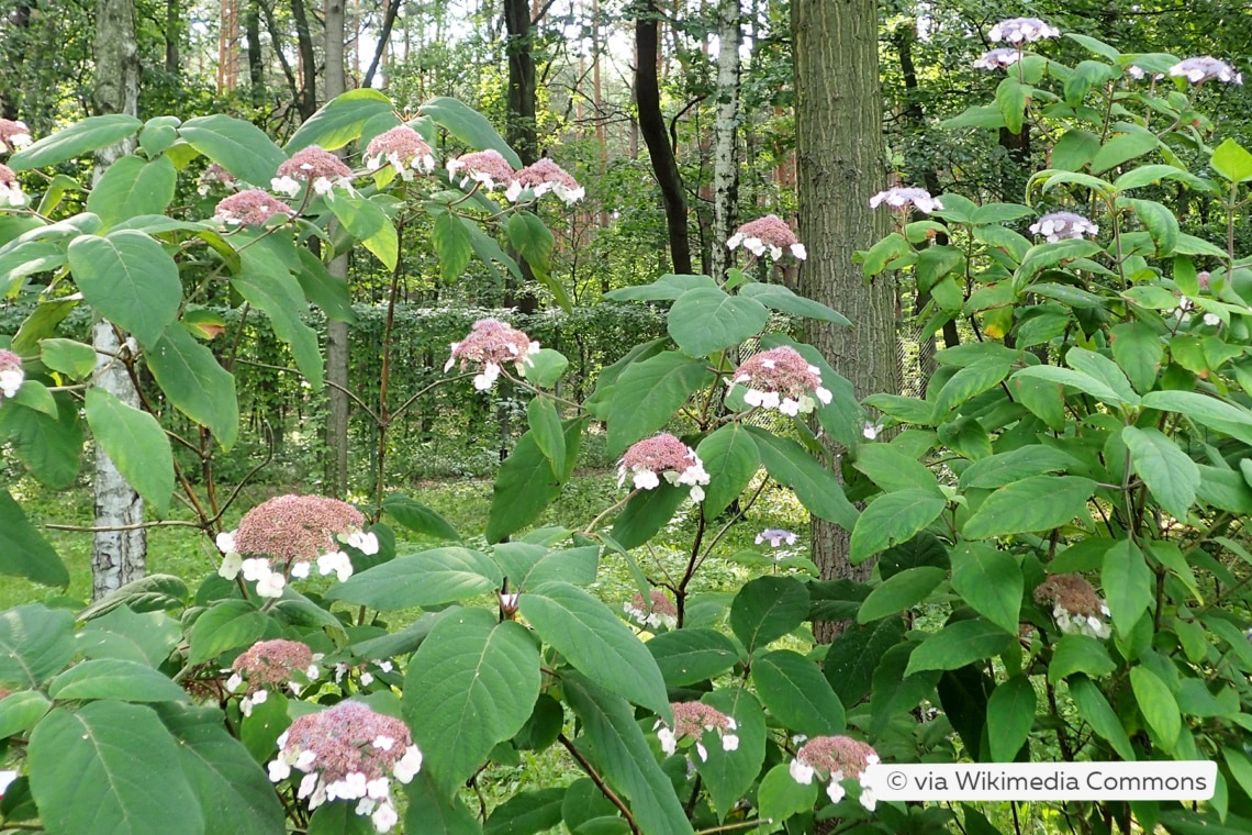 Samthortensie (Hydrangea aspera ssp. sargentiana 'Mauvette')