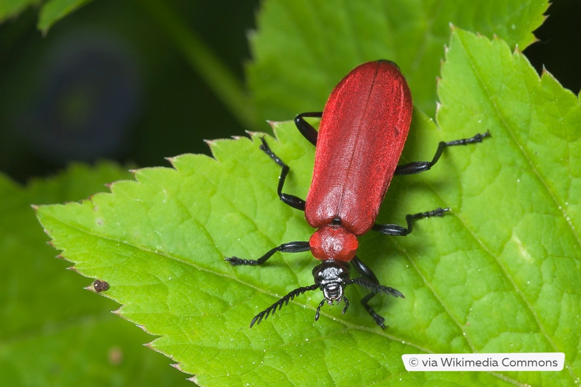 Scharlachroter Feuerkäfer (Pyrochroa coccinea)