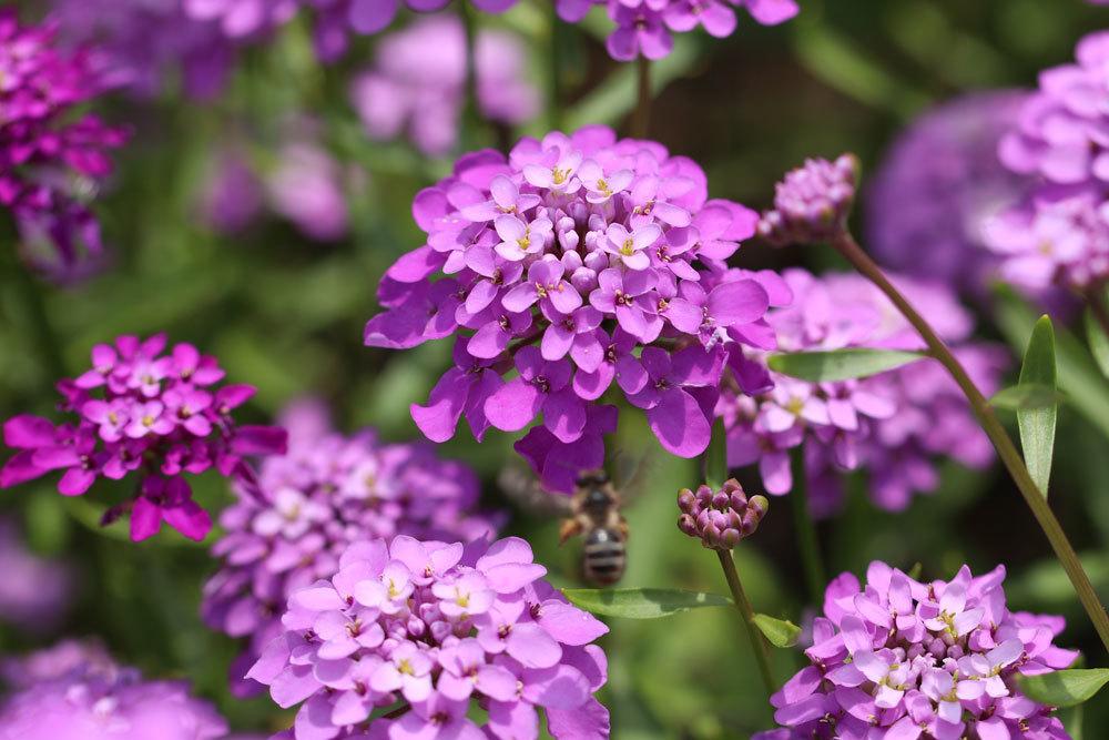 Schleifenblume, Iberis umbellata