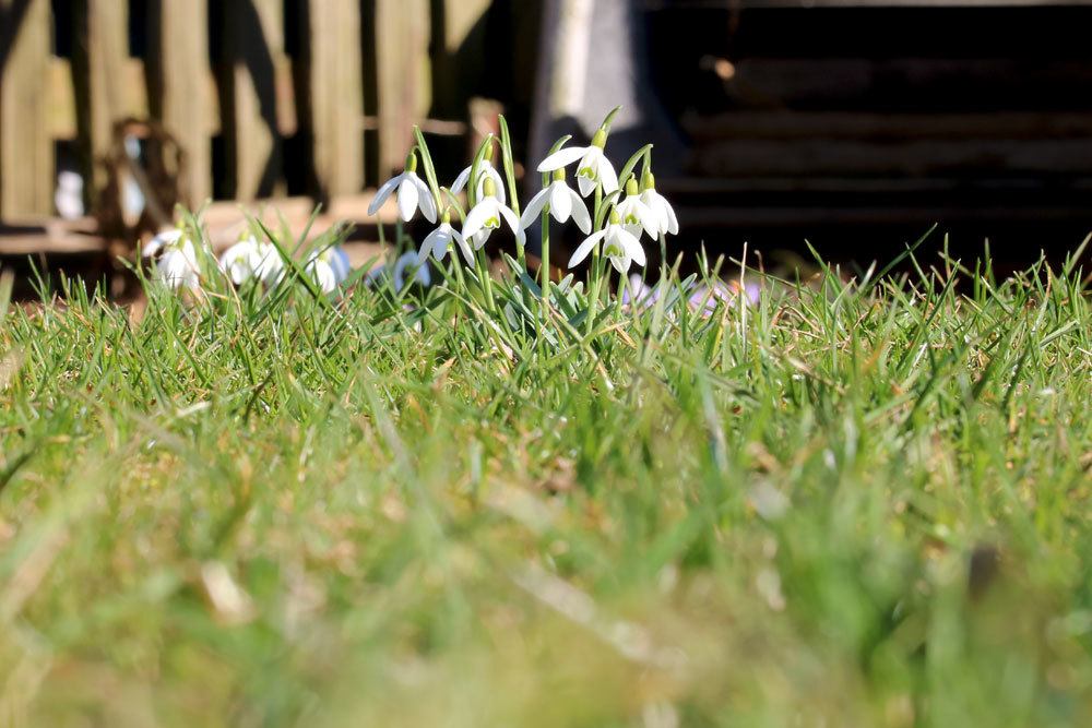 Schneeglöckchen im Garten