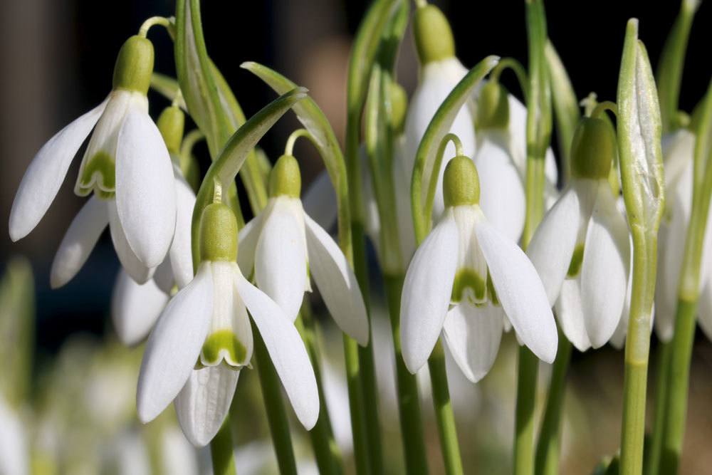 Schneeglöckchen mit schneeweißen Blüten