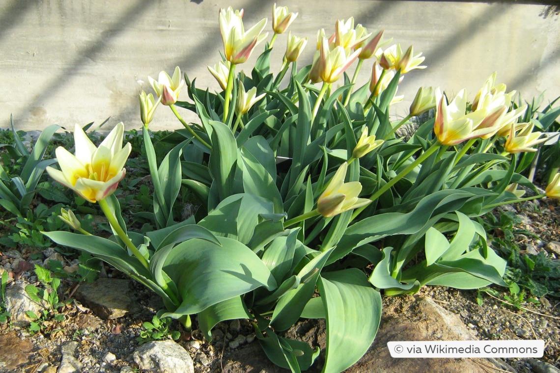 Seerosen-Tulpe (Tulipa kaufmanniana)