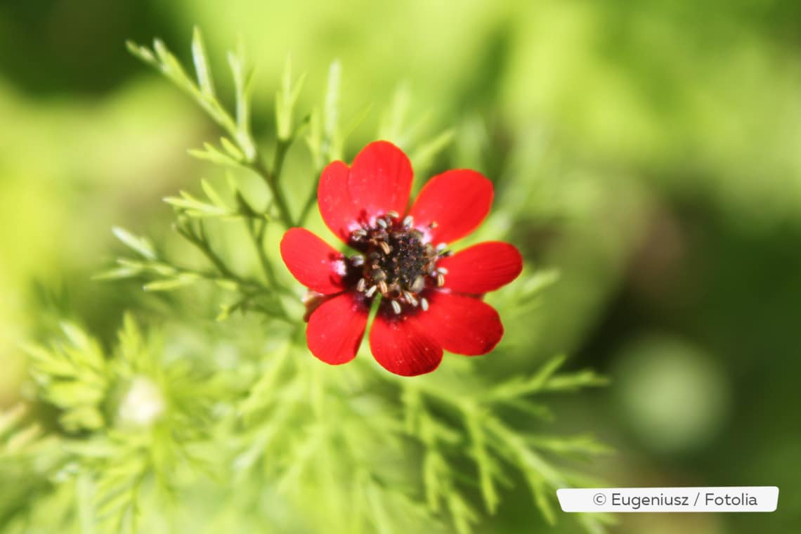 Sommer-Adonisröschen (Adonis aestivalis)