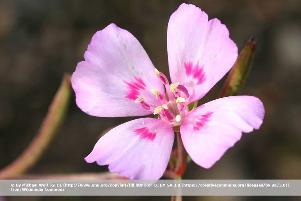 Sommerazalee, Clarkia amoena