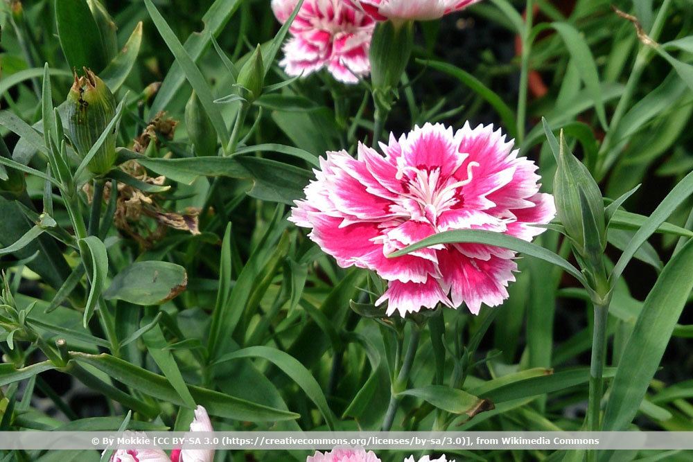 Sommernelken, Dianthus chinensis