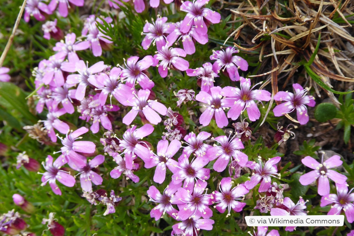 Stängelloses Leimkraut (Silene acaulis)