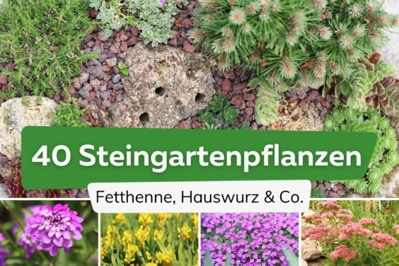 Steingartenpflanzen