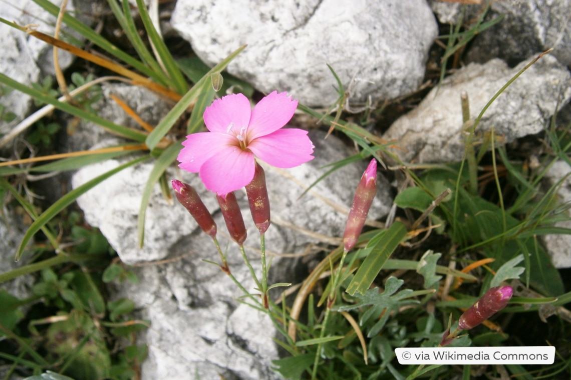 Steinnelke (Dianthus sylvestris)