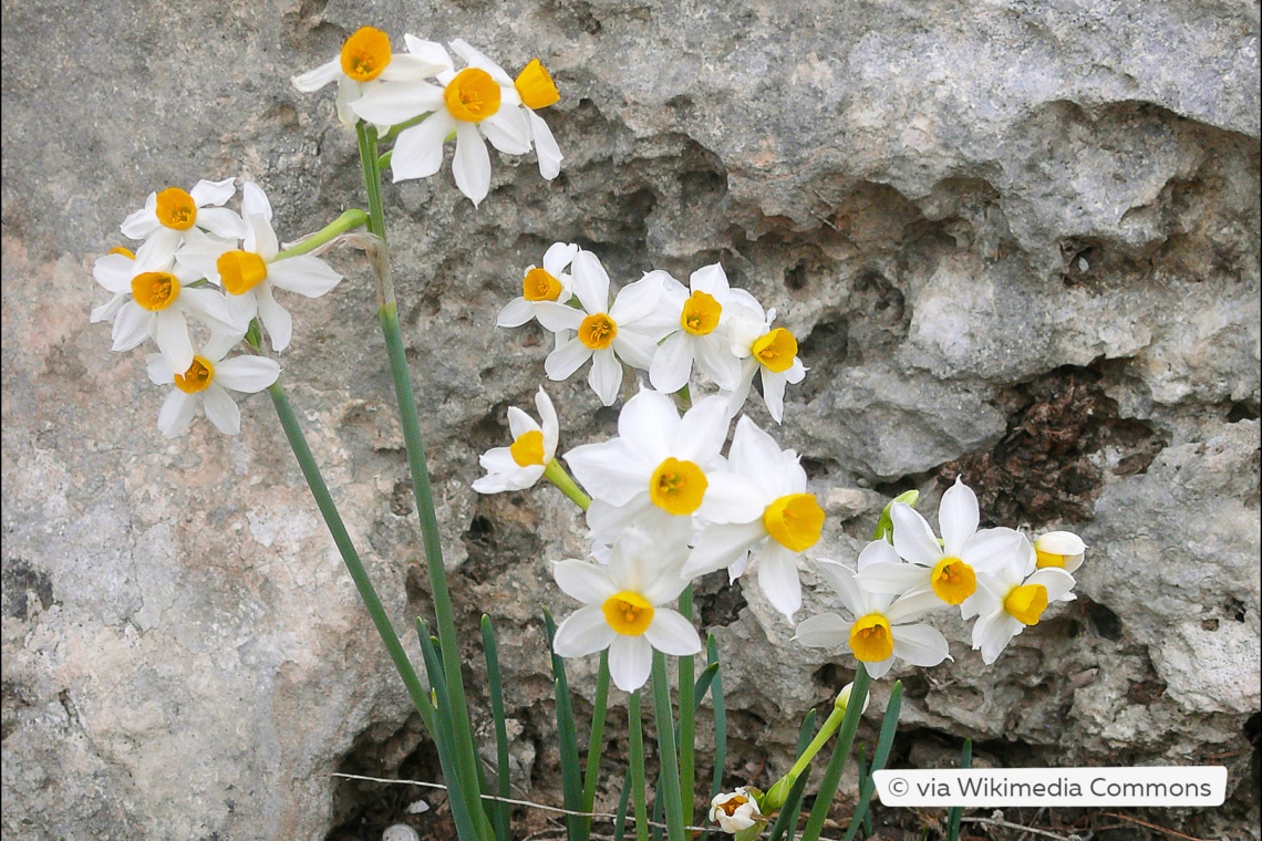 Strauß-Narzissen (Narcissus tazetta)