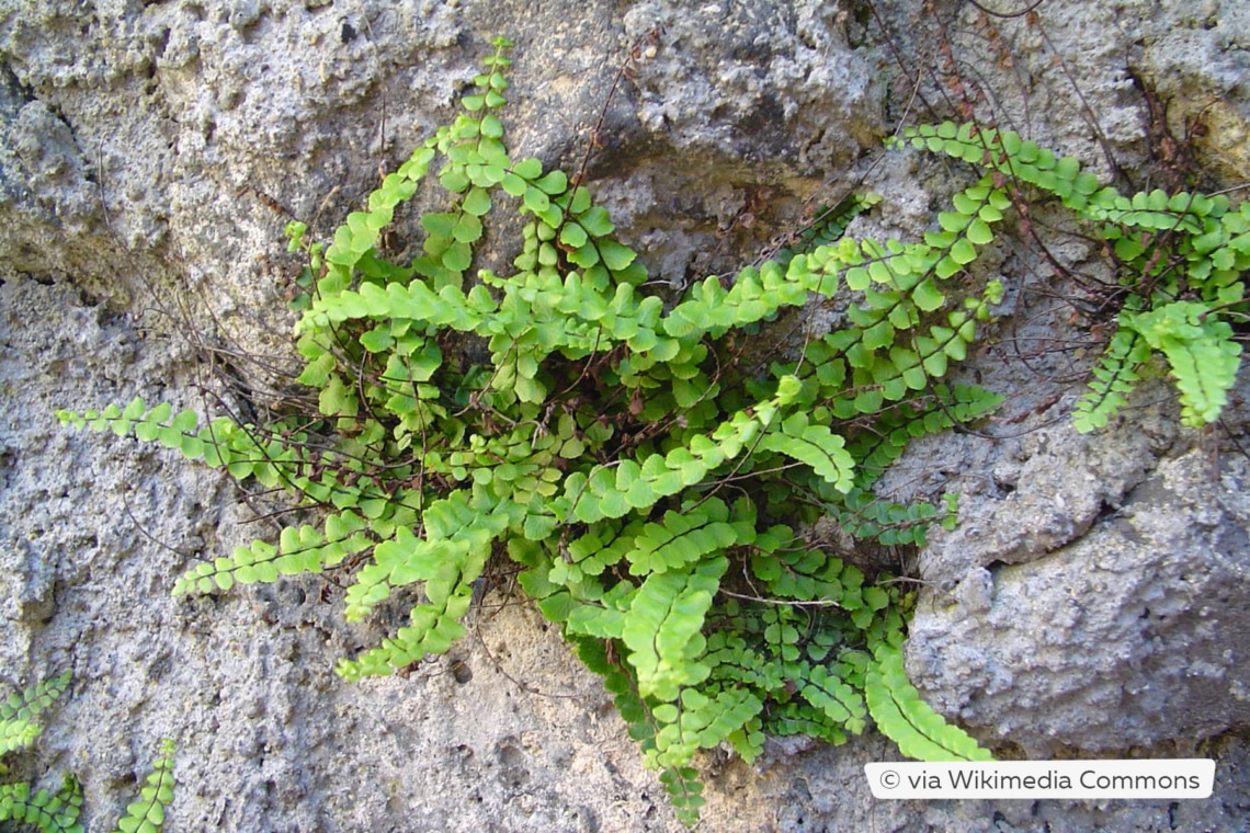 Streifenfarn (Asplenium trichomanes)