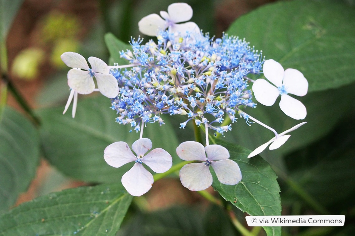 Tellerhortensie (Hydrangea serrata 'Bluebird')