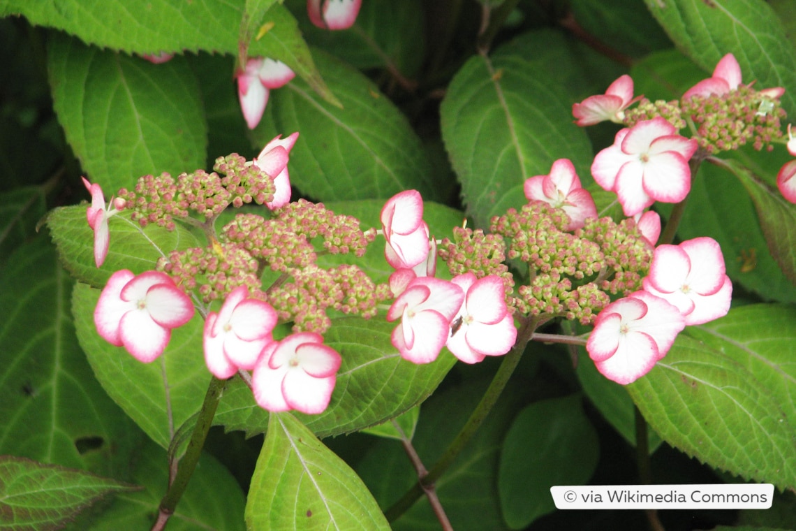 Tellerhortensie (Hydrangea serrata 'Kiyosumi')