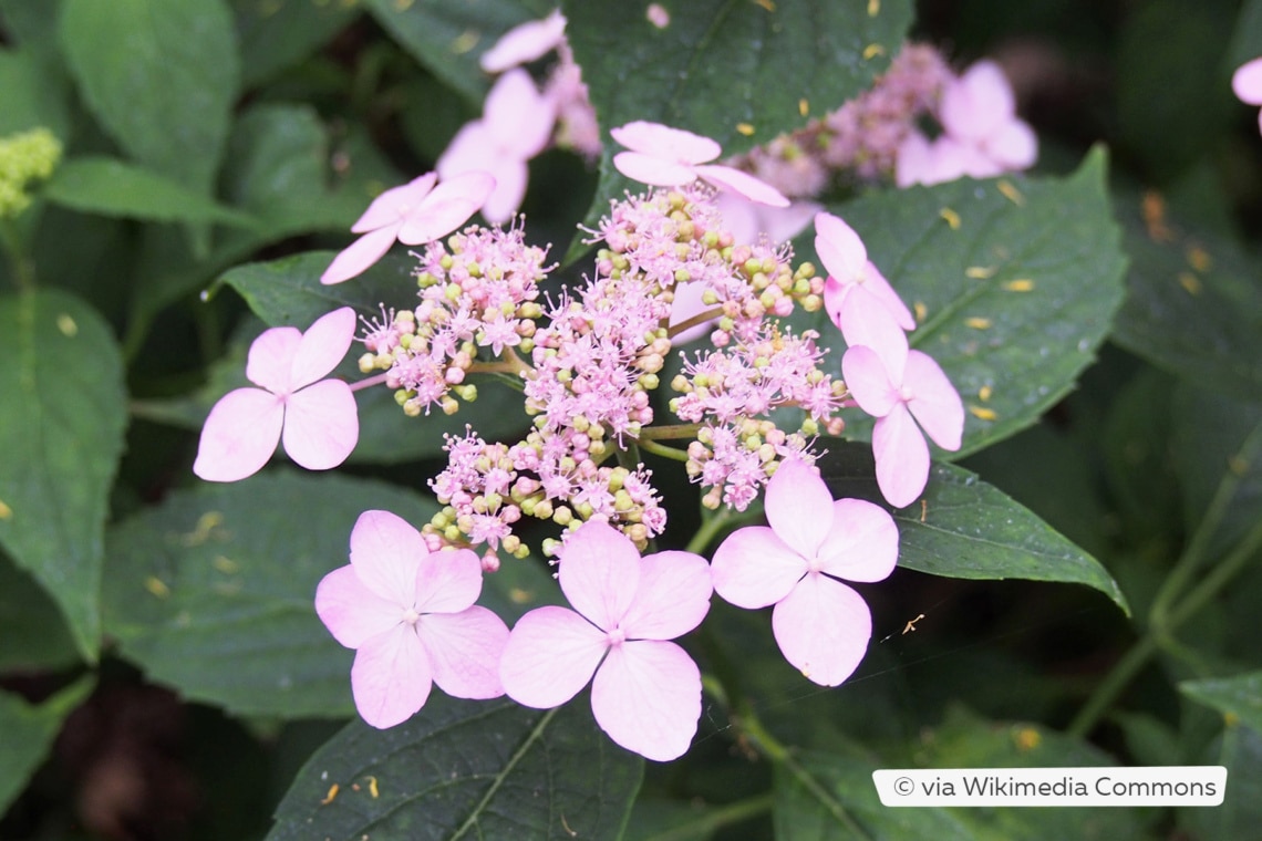 Tellerhortensie (Hydrangea serrata 'Tiara')