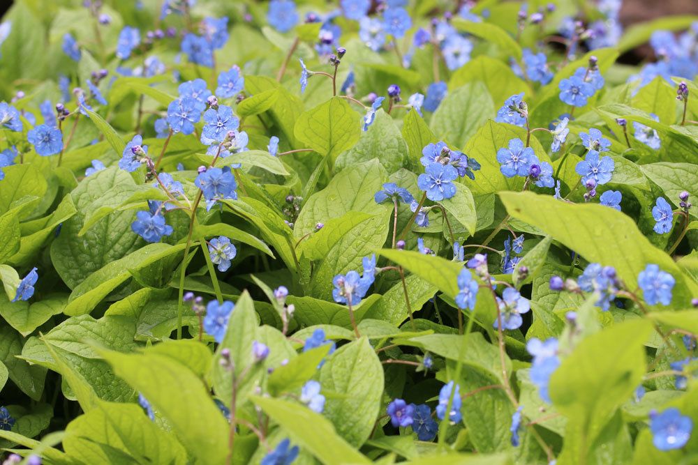 Vergissmeinnicht, Myosotis