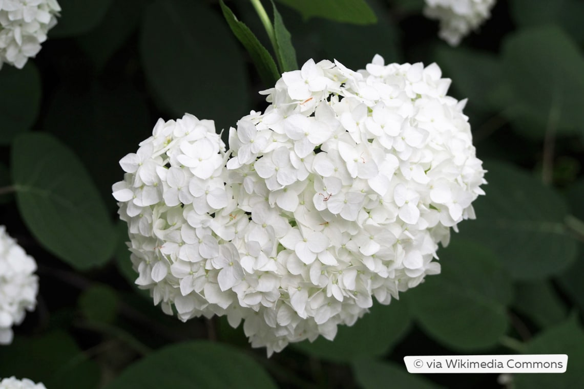 Wald-Hortensie (Hydrangea arborescens 'Grandiflora')