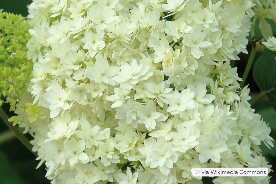 Wald-Hortensie (Hydrangea arborescens 'Hayes Starburst')