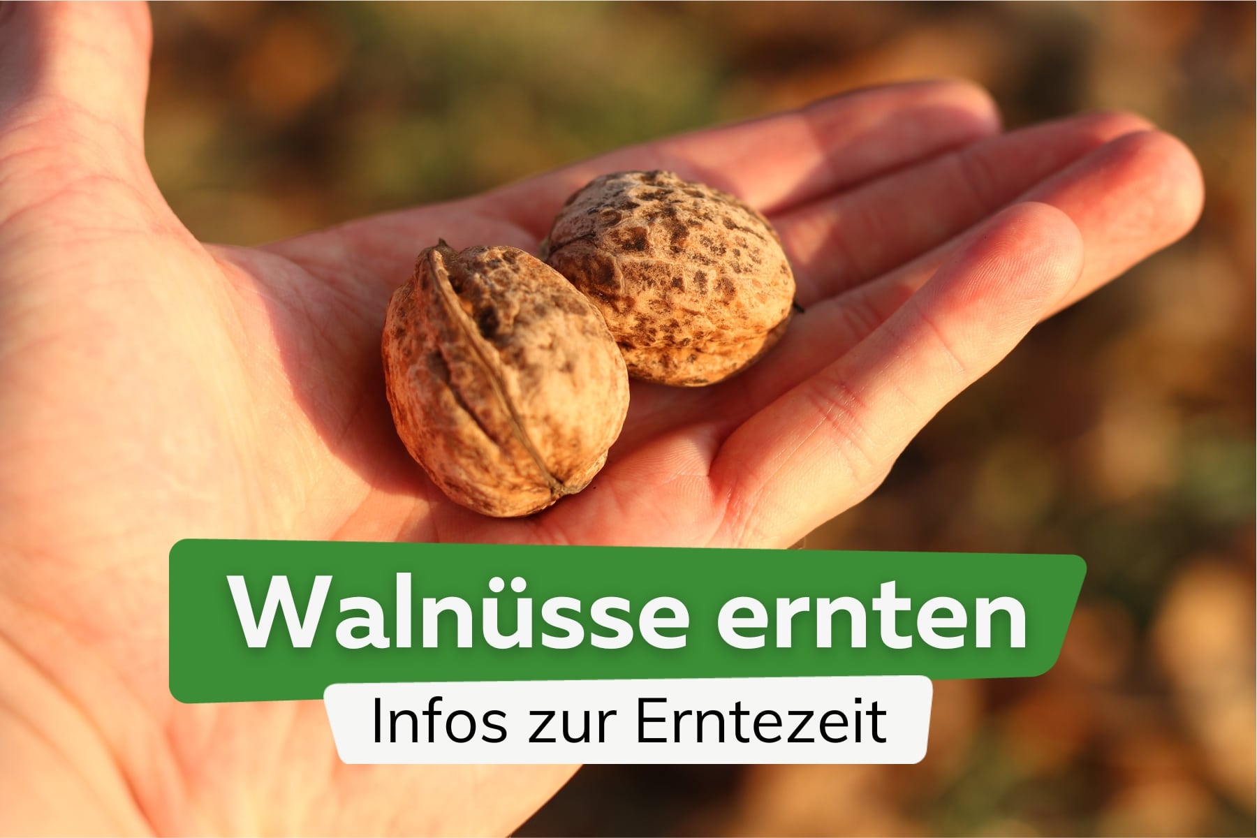 Walnüsse ernten