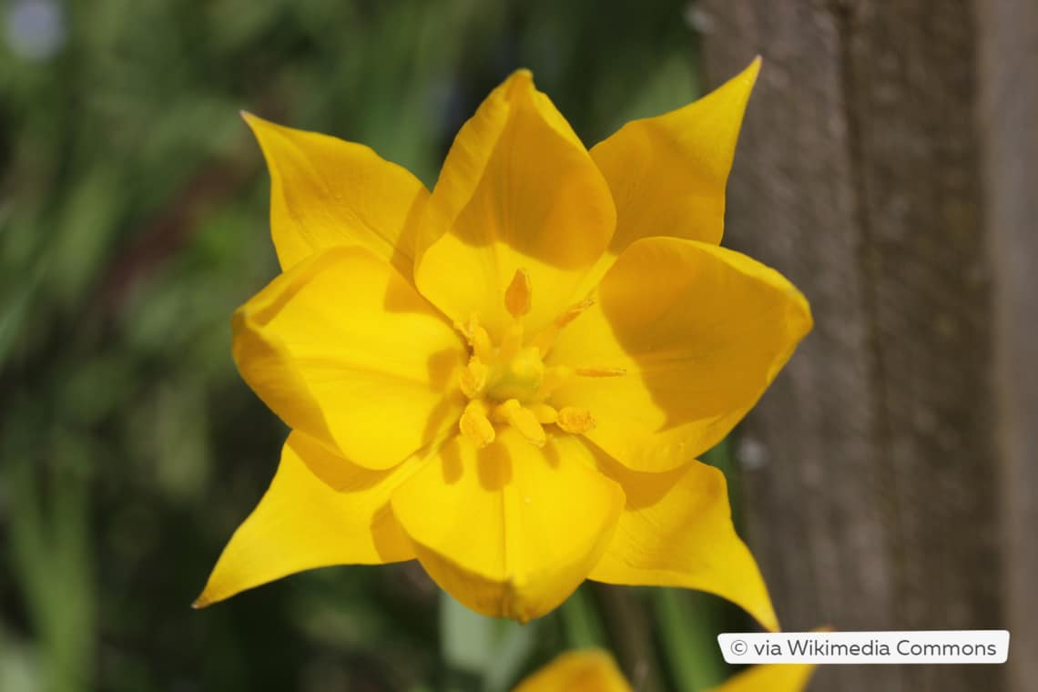 Weinbergtulpe (Tulipa sylvestris)