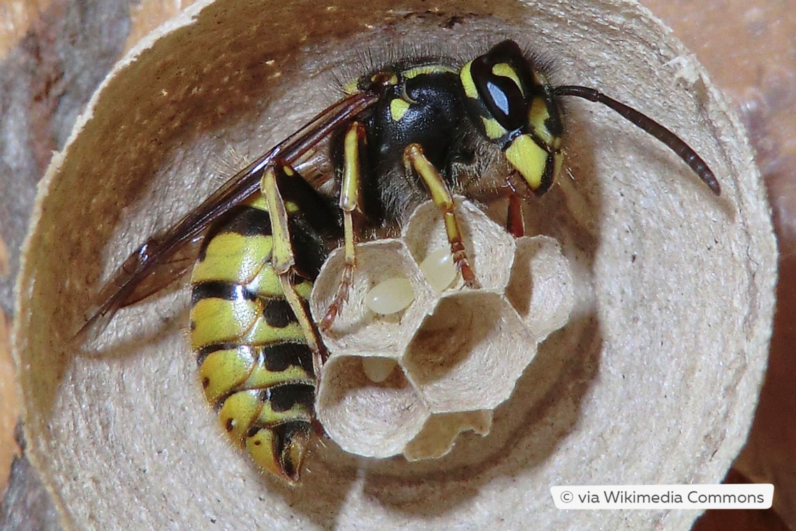 Wespenkönigin der Gemeinen Wespe (Vespula vulgaris) in neuem Nest