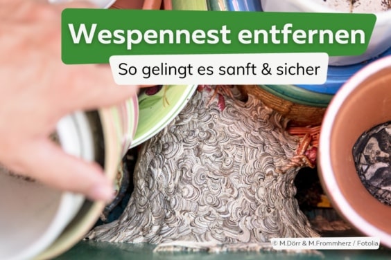 Wespennest selbst entfernen