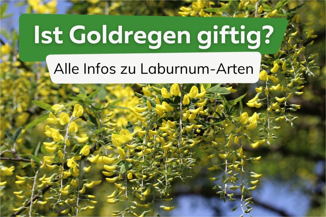 Wie giftig ist Goldregen?