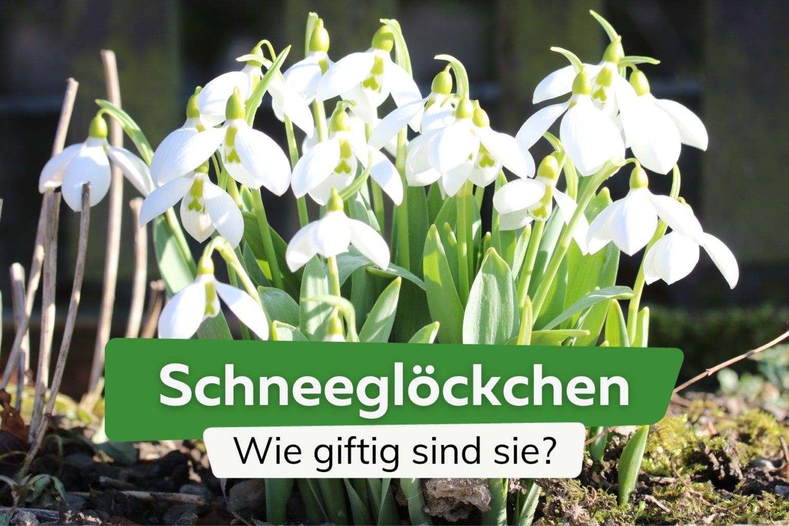 Wann blühen Schneeglöckchen? Infos zur Blütezeit