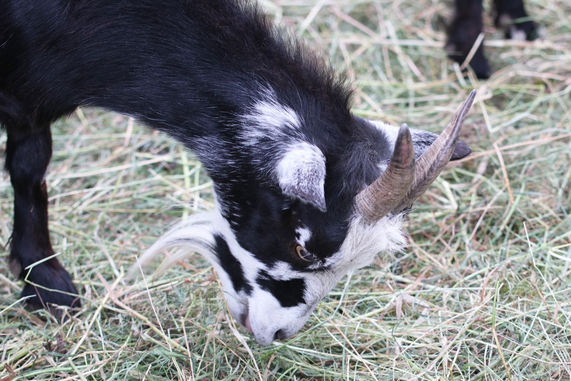 Ziegenbock