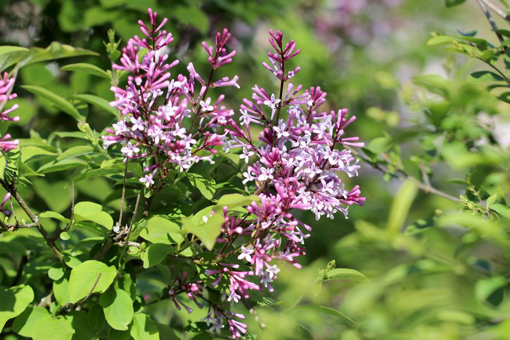 Zwergflieder mit vielen kleinen Blüten