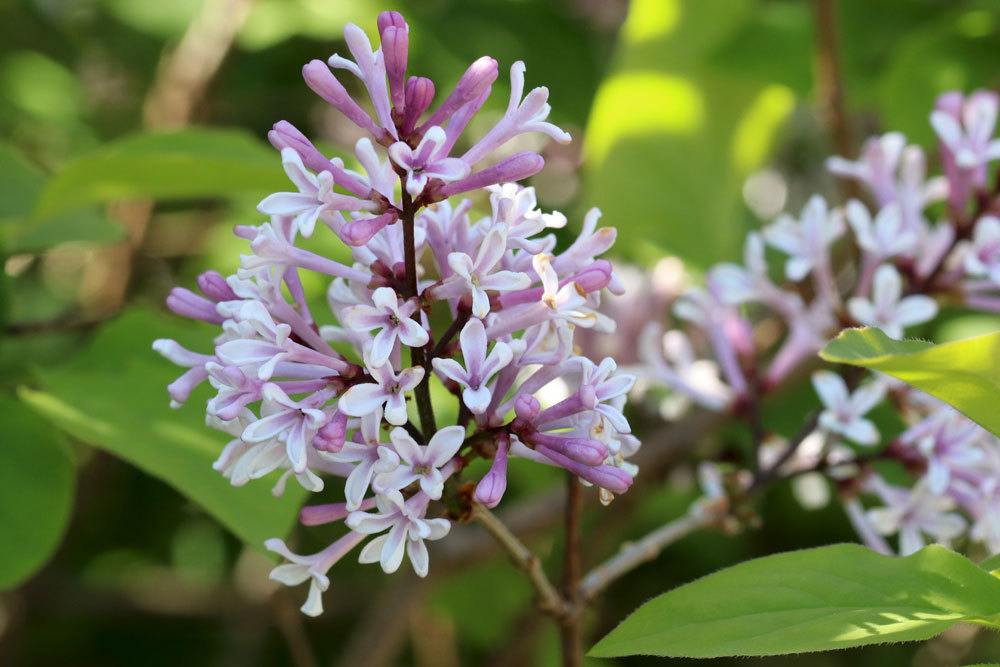 Zwergflieder im Garten