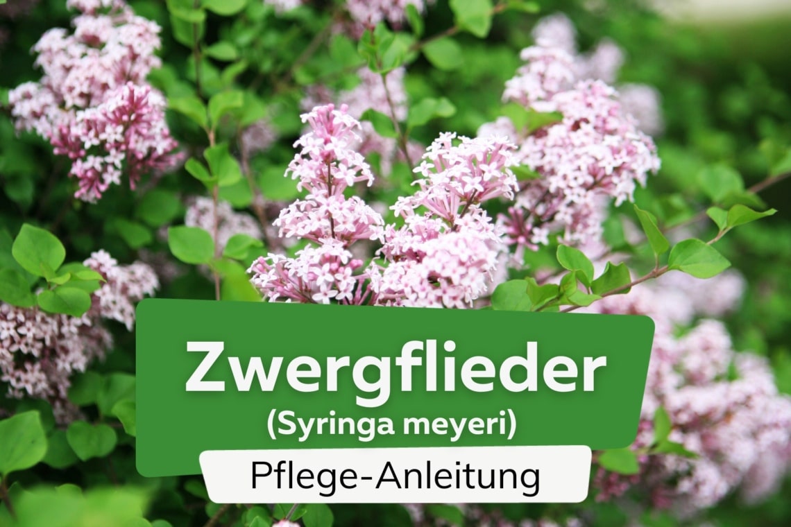 Zwergflieder (Syringa meyeri)